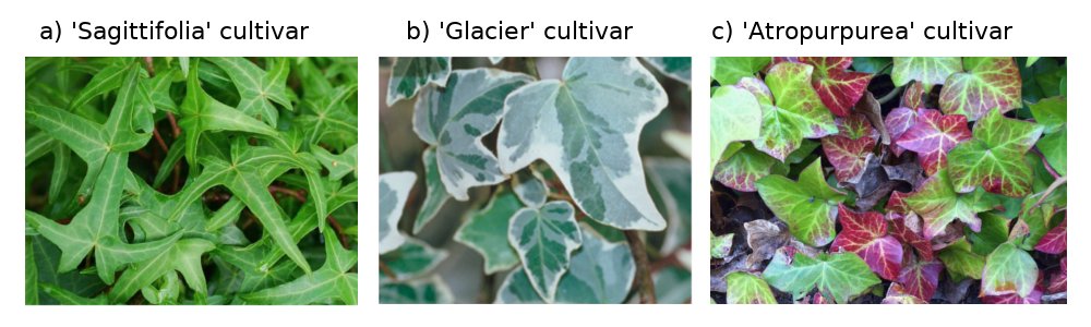 Ivy cultivars