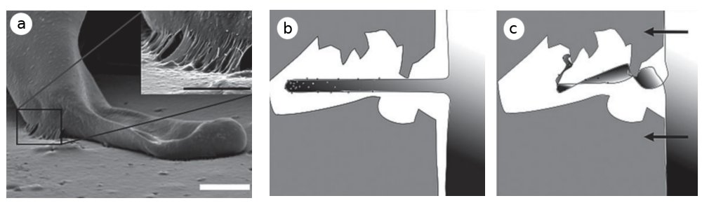 Ivy root binding and adhesion