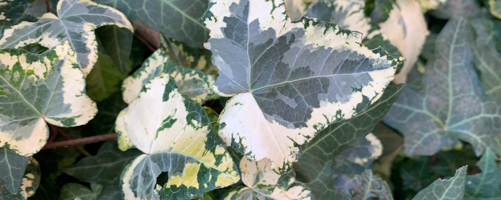 The many colours and patterns present even on the same plant