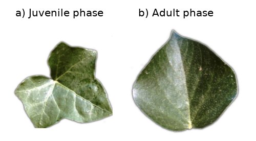 Juvenile and adult _H. helix_ leaves